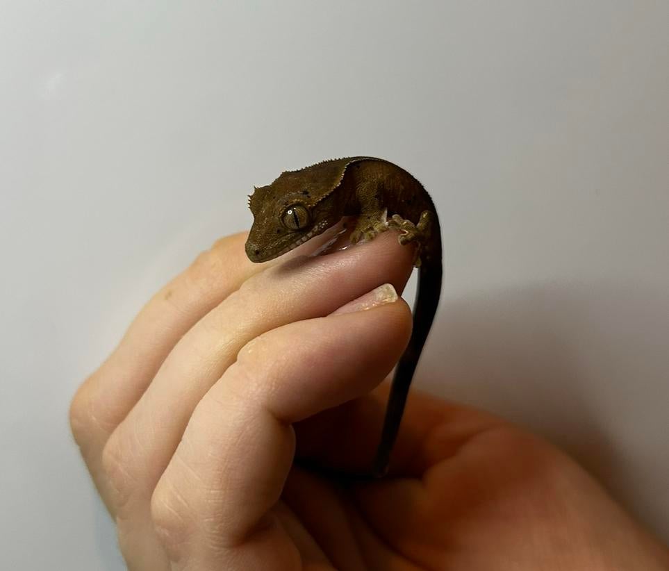 Baby wimpergekko, Lézard, 0 à 2 ans