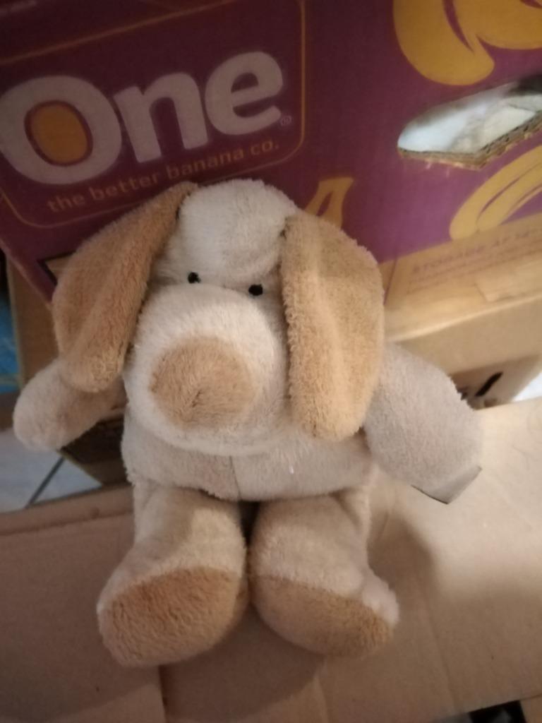 knuffel nicotoy hond (doos nicotoy 2024), Enlèvement, Neuf, Chien