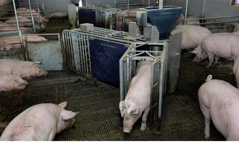 Compleet Nedap voerstation voor varkens, Zakelijke goederen, Ophalen
