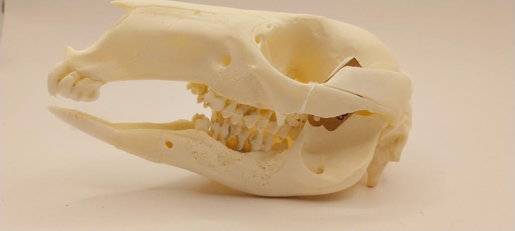 Wallaby-schedel met pathologie, Ophalen of Verzenden, Nieuw, Schedel