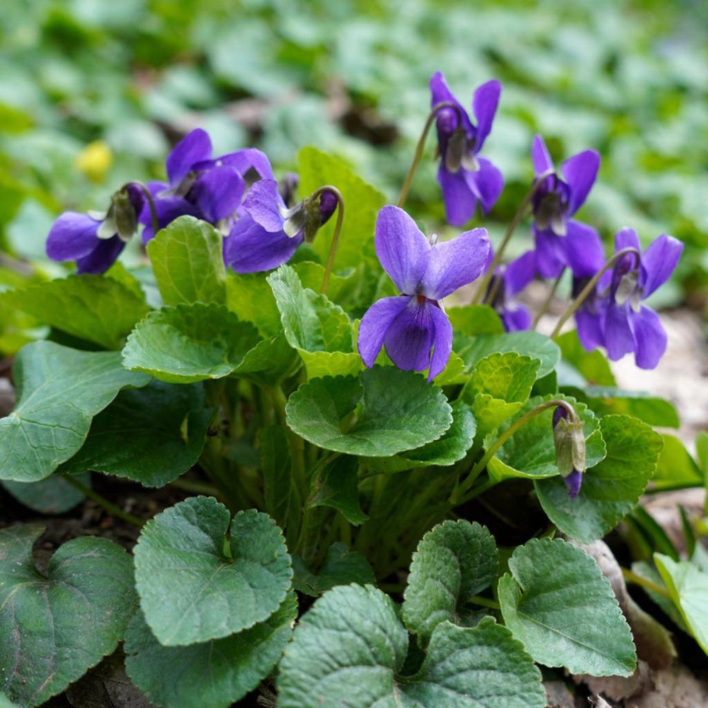 Wild viooltje,  vaste plant, Tuin en Terras, Ophalen, Vaste plant