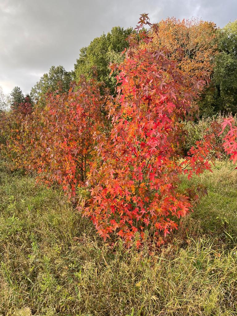 Liquidambar styraciflua meerstammig, Jardin & Terrasse, Plantes | Arbustes & Haies, Enlèvement, Autres espèces, Arbuste, 100 à 250 cm