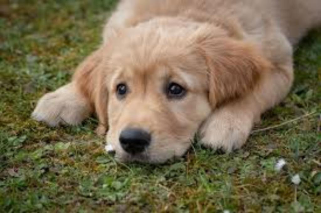 Hondenoppas/ dierenhotel/ poezenoppas/ dogsitter/ catsitter