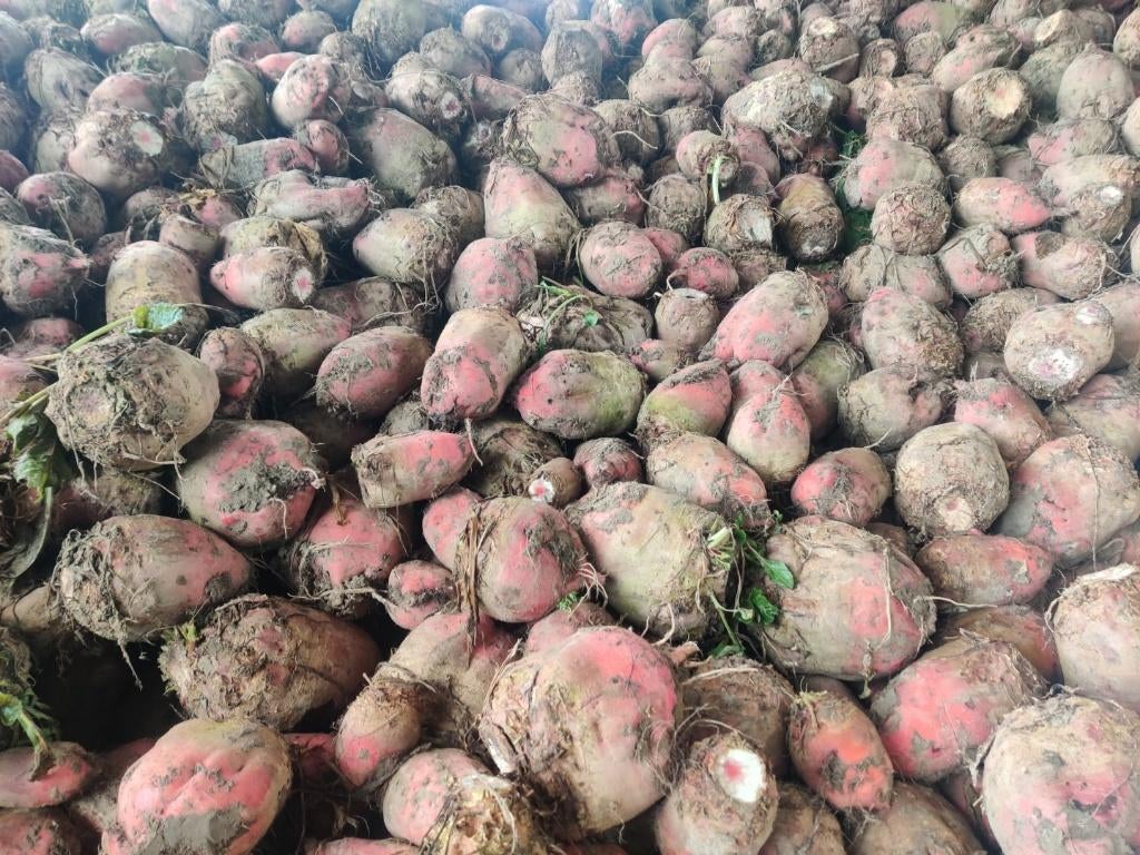 Voederbieten koebieten rode bieten, Ophalen