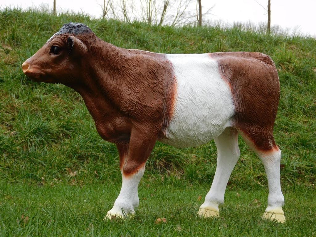Lakenvelder , kalfje , kalf, Ophalen of Verzenden, Nieuw