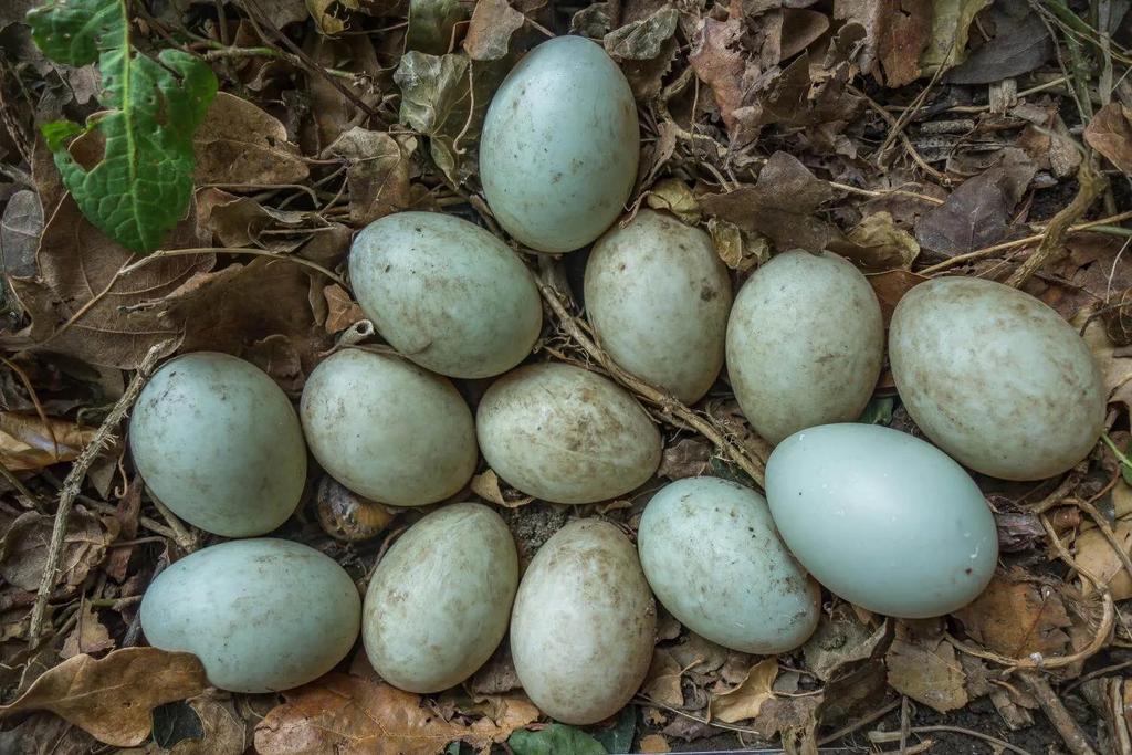Broedeieren indische loopeend, Geslacht onbekend, Eend