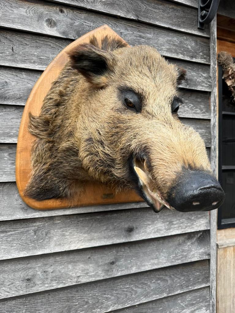 Super grosse tête de sanglier, en bel état ! ! !, Enlèvement, Utilisé, Animal sauvage, Animal empaillé