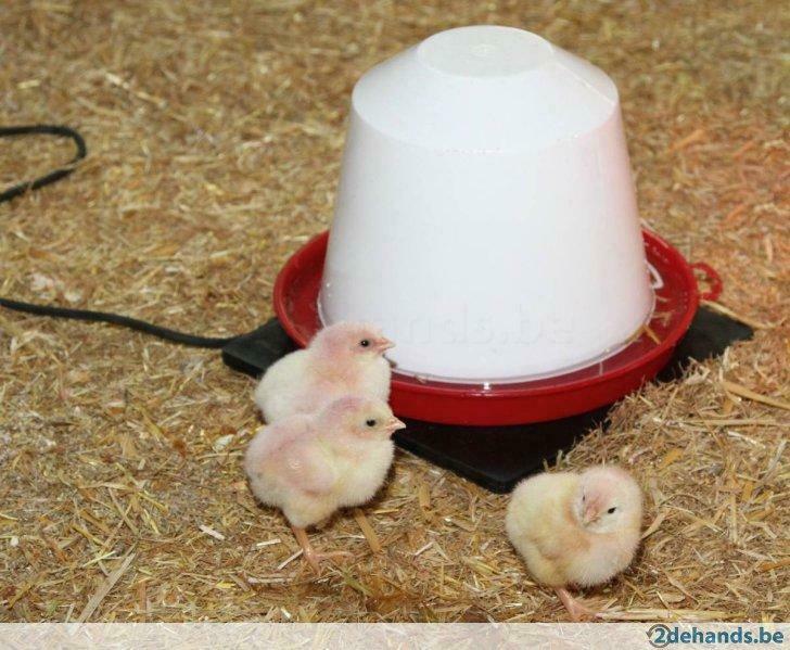 Verwarmpal rubber drinkbak kippen & konijnen - Agrodieren, Ophalen of Verzenden, Nieuw