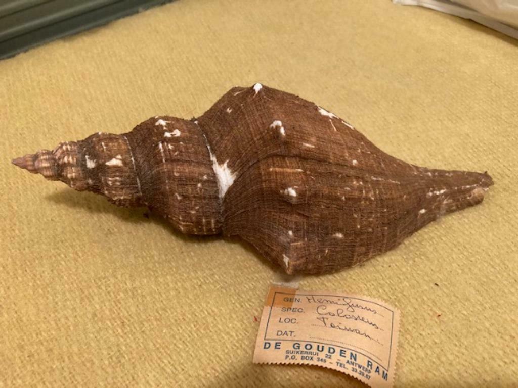 Hemifusus colosseus - Taïwan, Enlèvement ou Envoi, Coquillage(s)