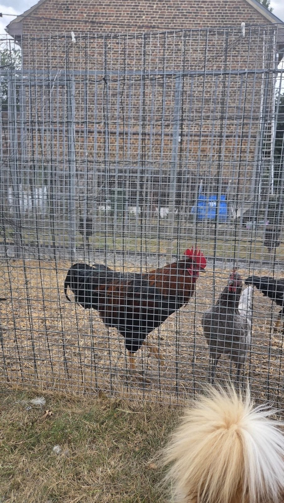 3 Coqs a vendre - 10€ chacune, Dieren en Toebehoren, Vogels | Toebehoren, Ophalen, Zo goed als nieuw, Overige typen