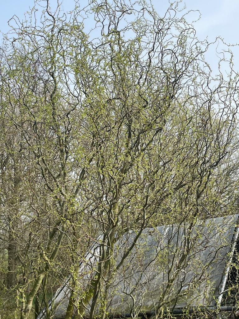 Krulwilg bomen, Tuin en Terras, Ophalen, 250 tot 400 cm