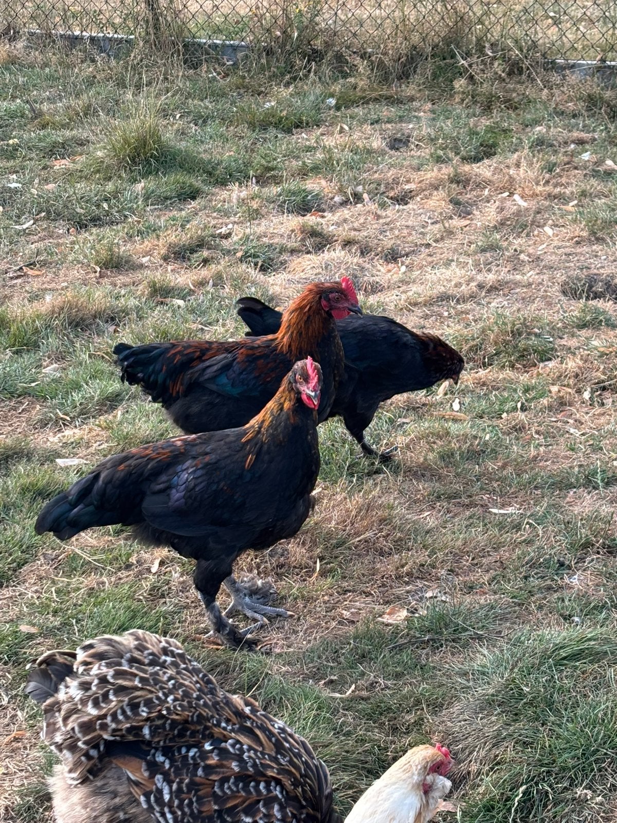 Koperhals marans hanen