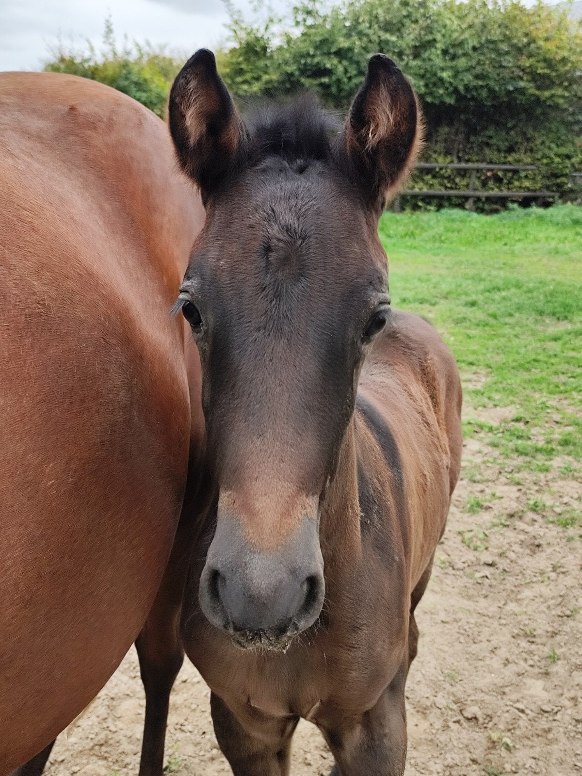 gezocht D, E of klein paard onbeleerd, groen, gereden !, Dieren en Toebehoren, Springpony, Gechipt, 3 tot 6 jaar, Onbeleerd