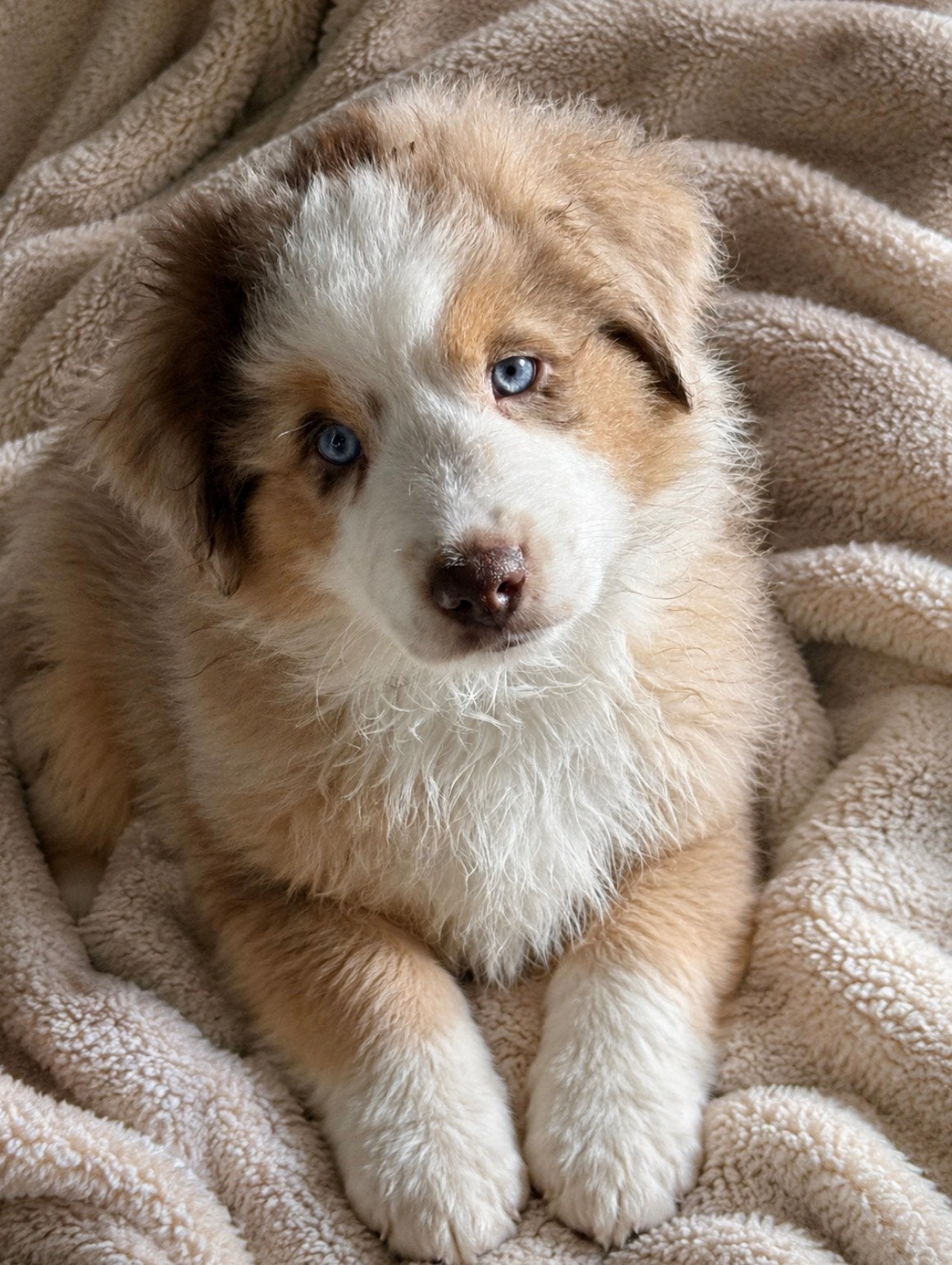 Mini american shepherd fci pedigree, België, CDV (hondenziekte), 8 tot 15 weken, Meerdere