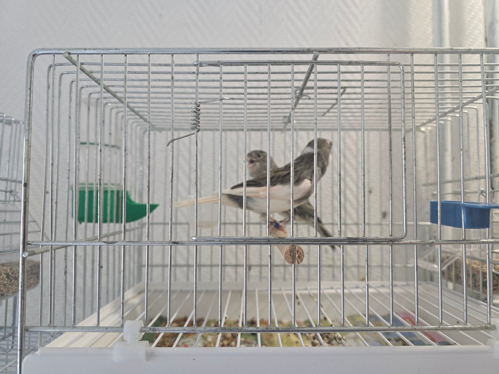 Koppel kanarie 35€, Dieren en Toebehoren
