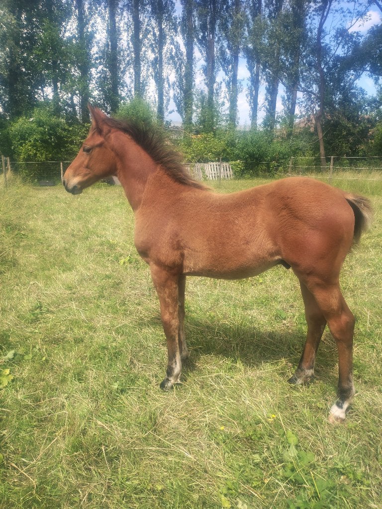 Springgefokt hengstenveulen uit bewezen lijn!, Animaux & Accessoires, Chevaux, Avec pedigree, 0 à 2 ans, Cheval de saut, Ne s'applique pas