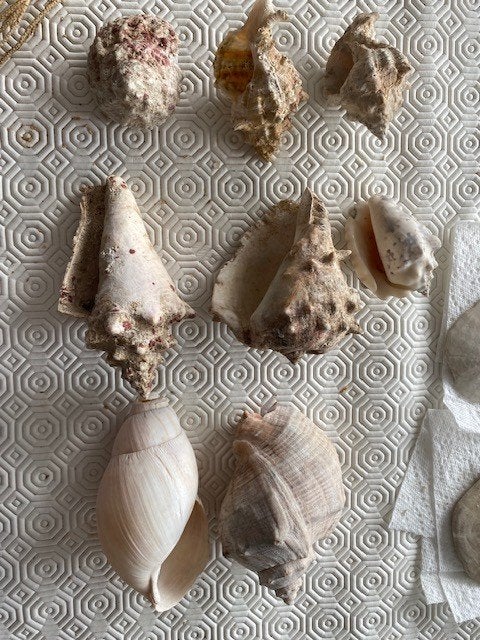 coquilles, Collections, Enlèvement ou Envoi, Coquillage(s)