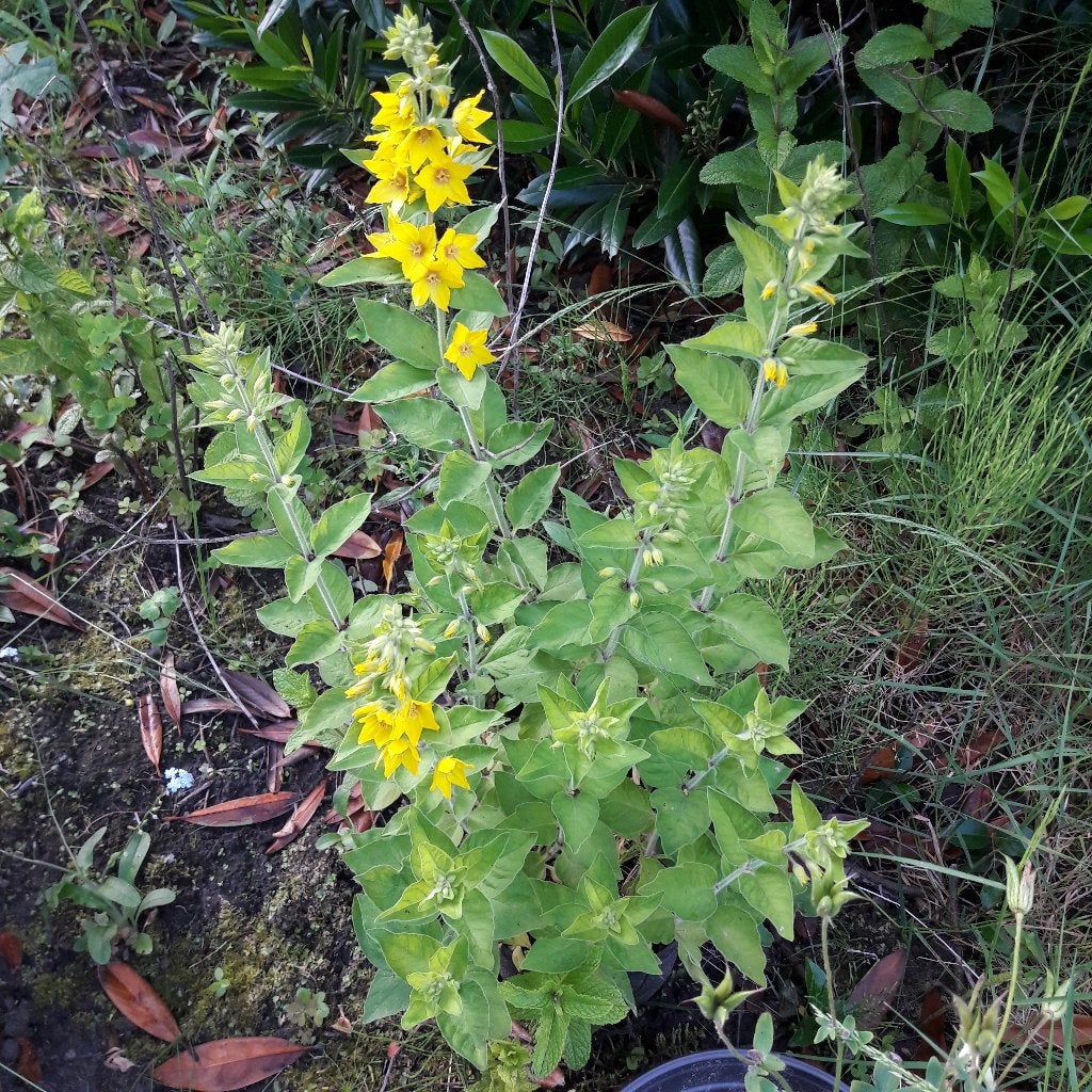 Wederik vaste planten, Tuin en Terras, Planten | Tuinplanten, Ophalen, Zomer