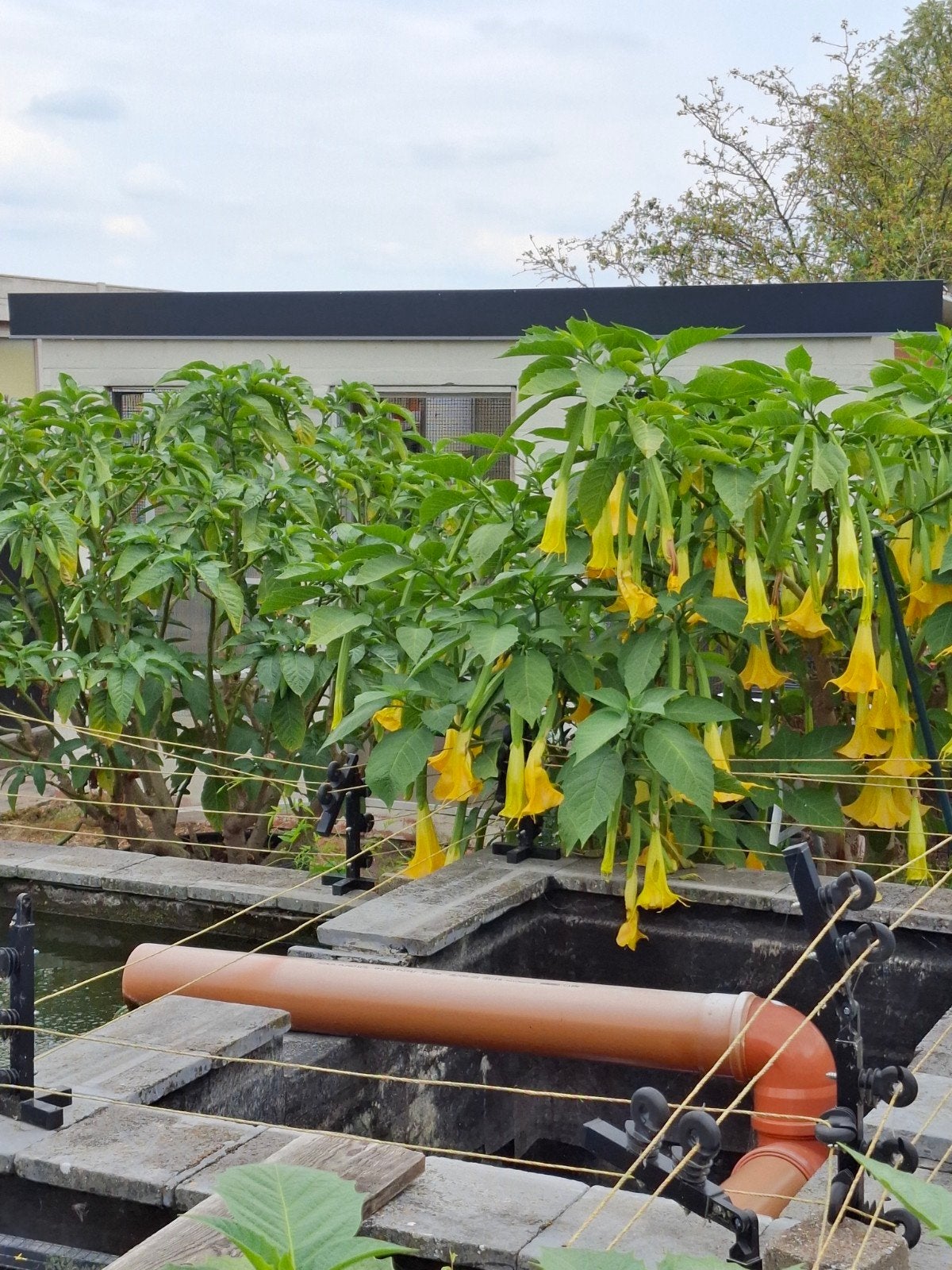trompetboom, Tuin en Terras, Ophalen