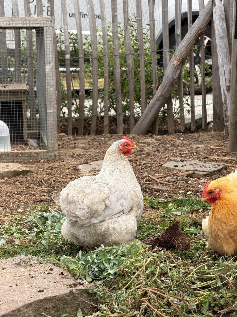 Cochinkriel hen parelgrijs, Dieren en Toebehoren, Vrouwelijk, Kip