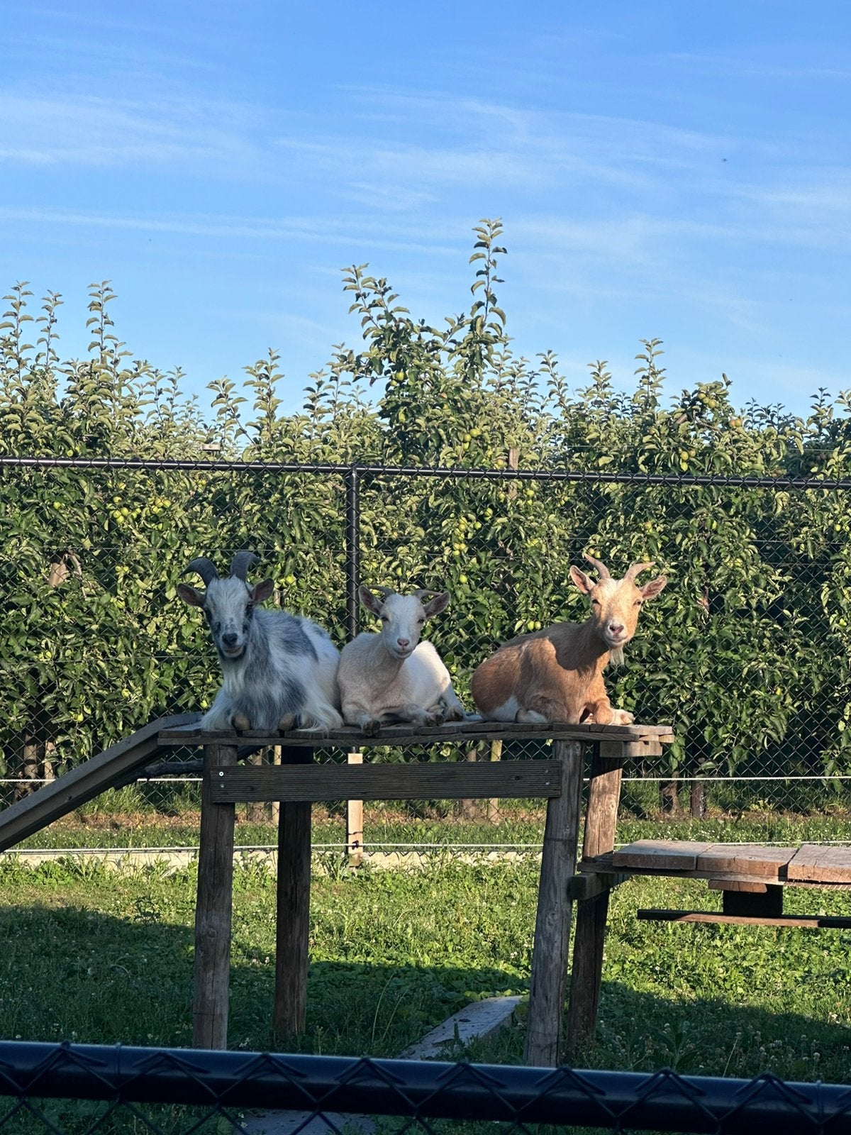 1 bok en 2 miekes bruine is drachtig