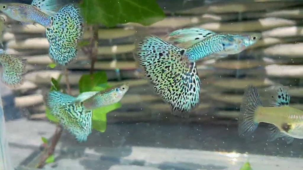 Cobra Light Blue Guppies, Poisson, Poisson d'eau douce, Banc de poissons