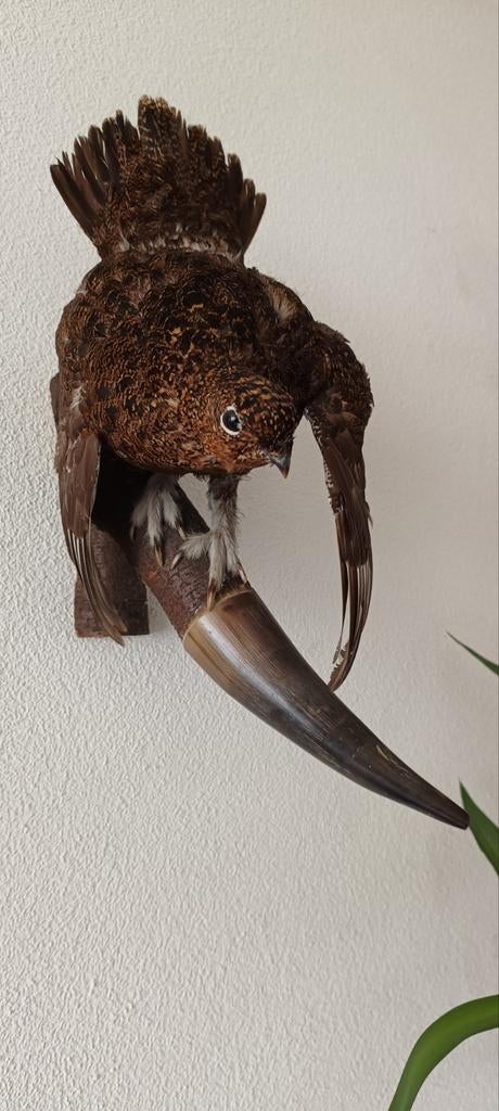 Antiek opgezet korenhoen taxidermie, Ophalen of Verzenden