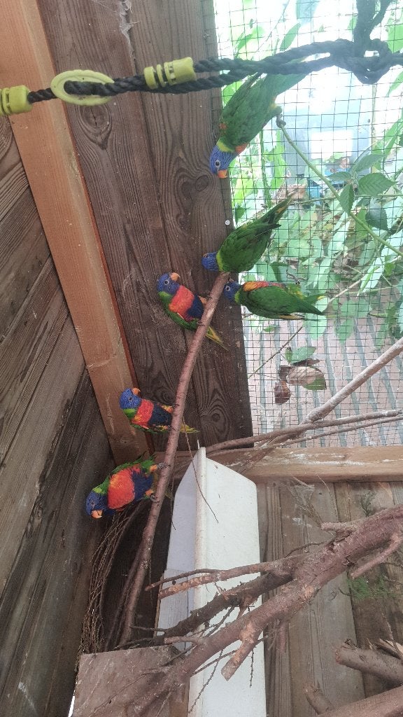 9 stuks Lori van blauwe bergen, Meerdere dieren, Papegaai