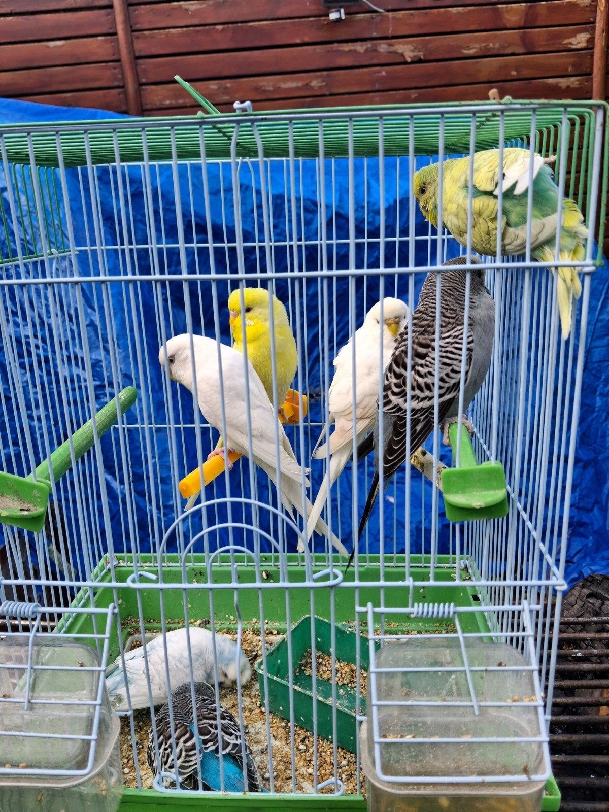 perruche ondulé, Animaux & Accessoires
