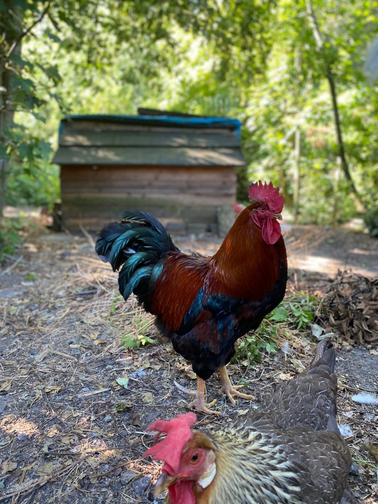 Lieve haan, Dieren en Toebehoren, Pluimvee, Mannelijk, Kip