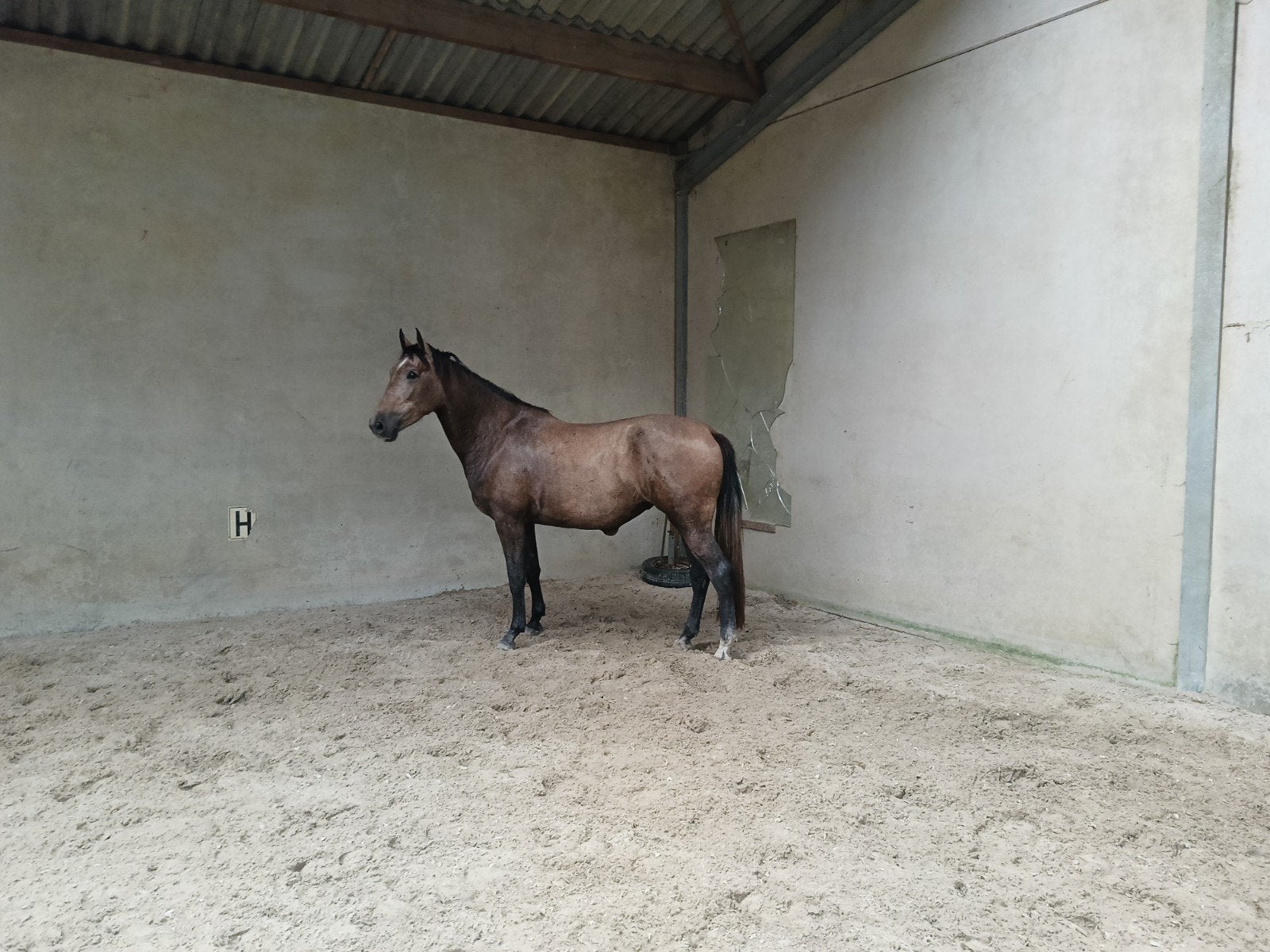 3 jarige merrie, Jument, Non dressé, 165 à 170 cm, 3 à 6 ans