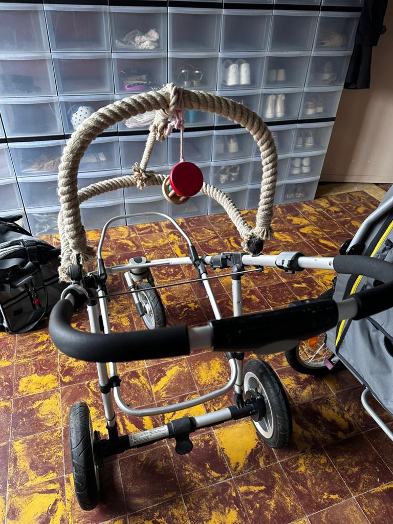Buggy papegaaien, Dieren en Toebehoren
