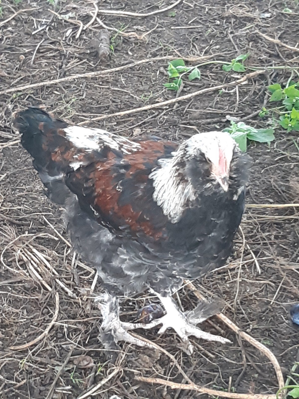 jonge Duitse Faverolle hanen, Dieren en Toebehoren, Pluimvee, Mannelijk, Kip