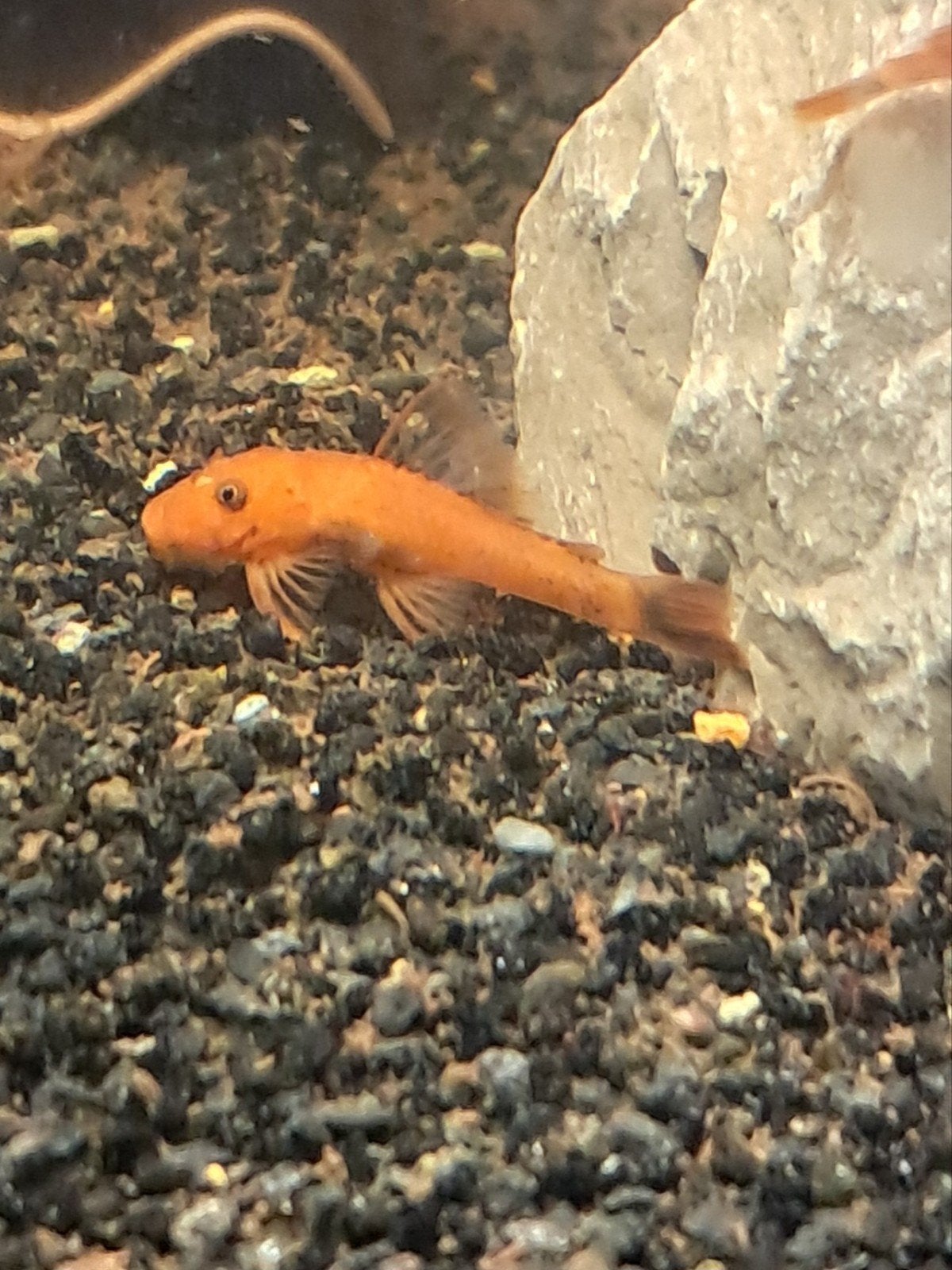 ancistrussen en kleine l nummers, Dieren en Toebehoren, Vissen | Aquariumvissen, Zoetwatervis