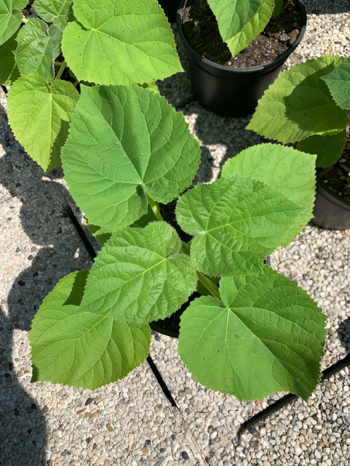 Paulownia Tomentosa – Kiri – Keizerboom (Groeit zeer snel), Tuin en Terras, Planten | Bomen, In pot, Ophalen
