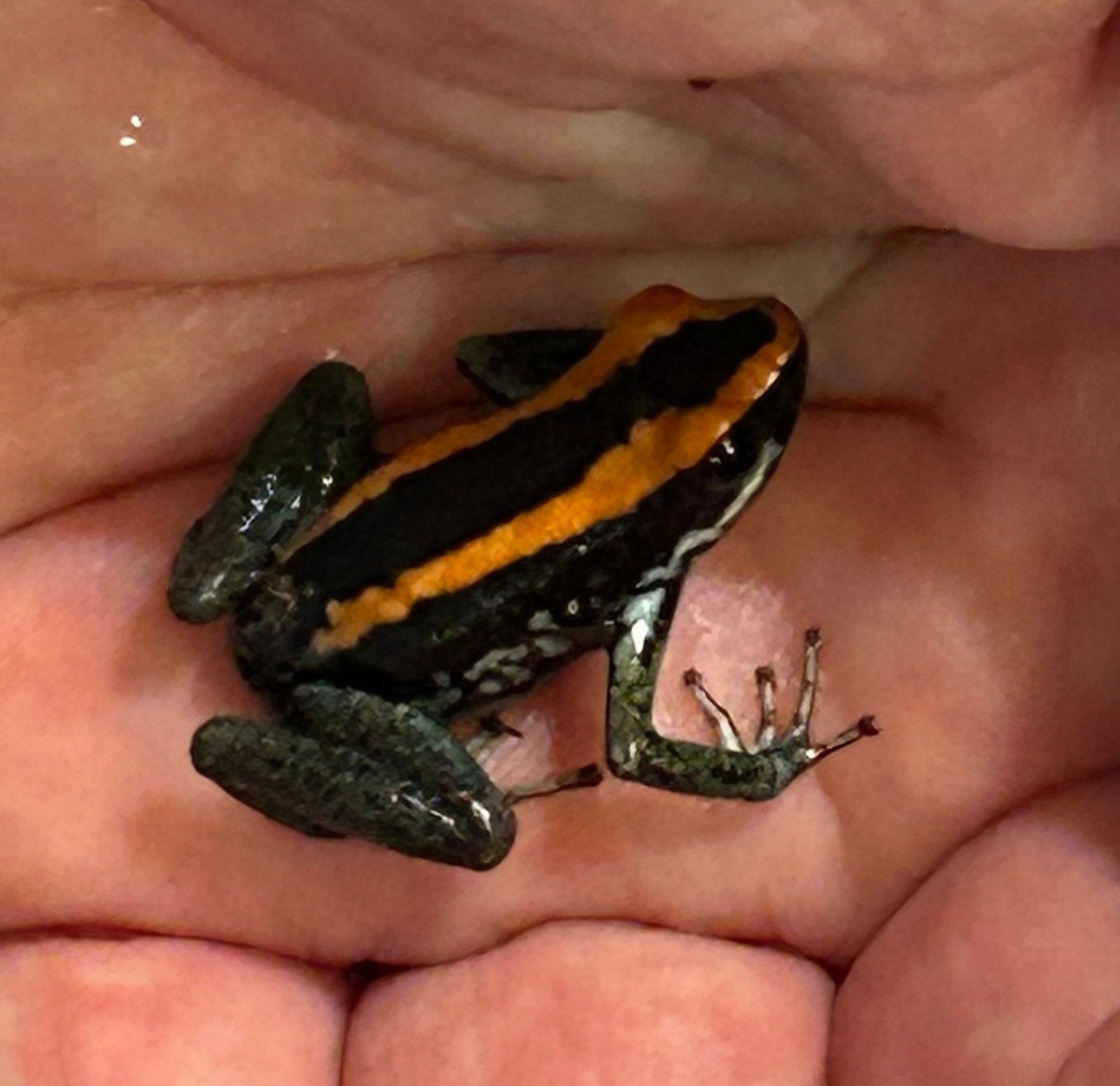 Phyllobates vittatus gifkikkers, Dieren en Toebehoren, Amfibie, 0 tot 2 jaar