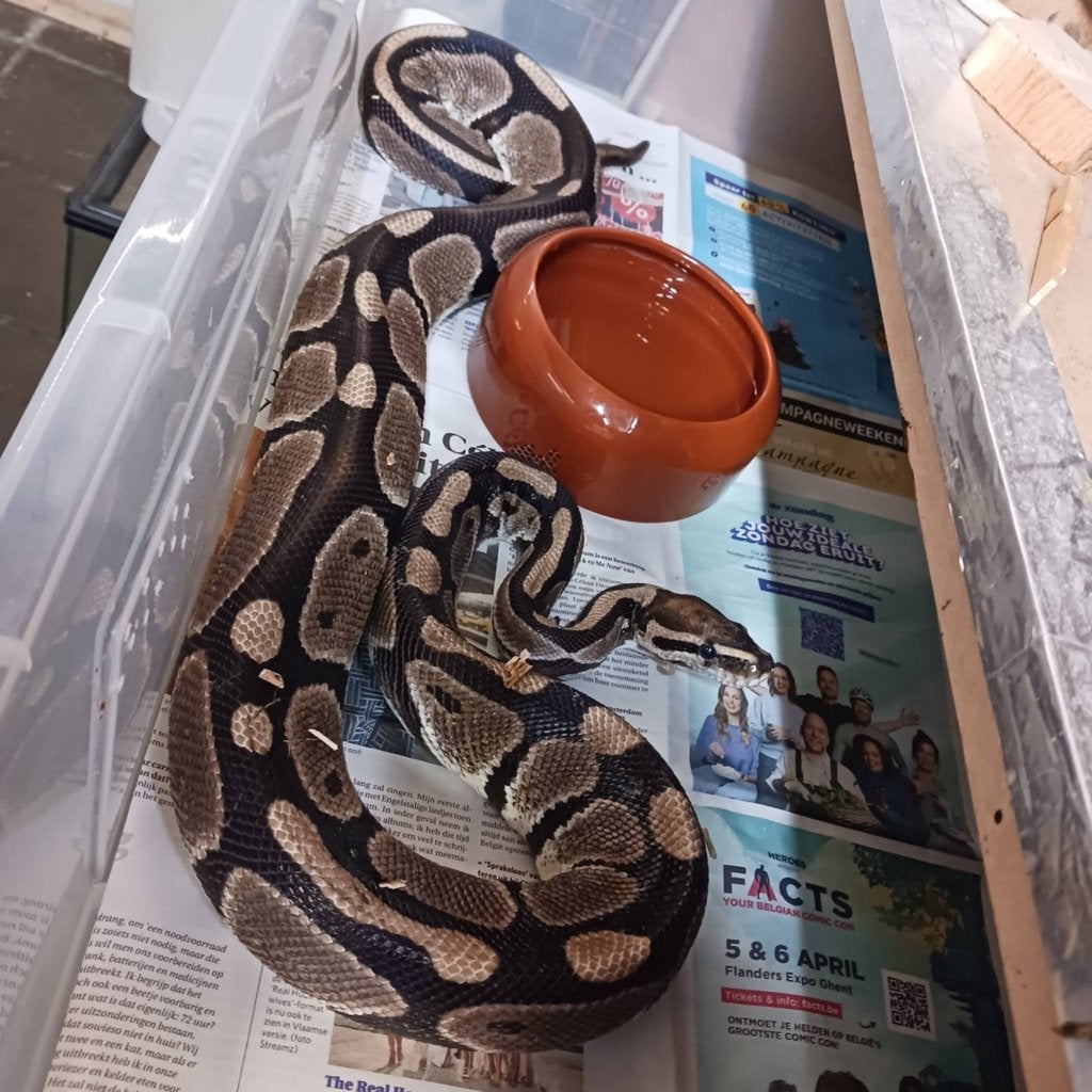 0.1 wildkleur het pied, Slang, Tam, 3 tot 6 jaar