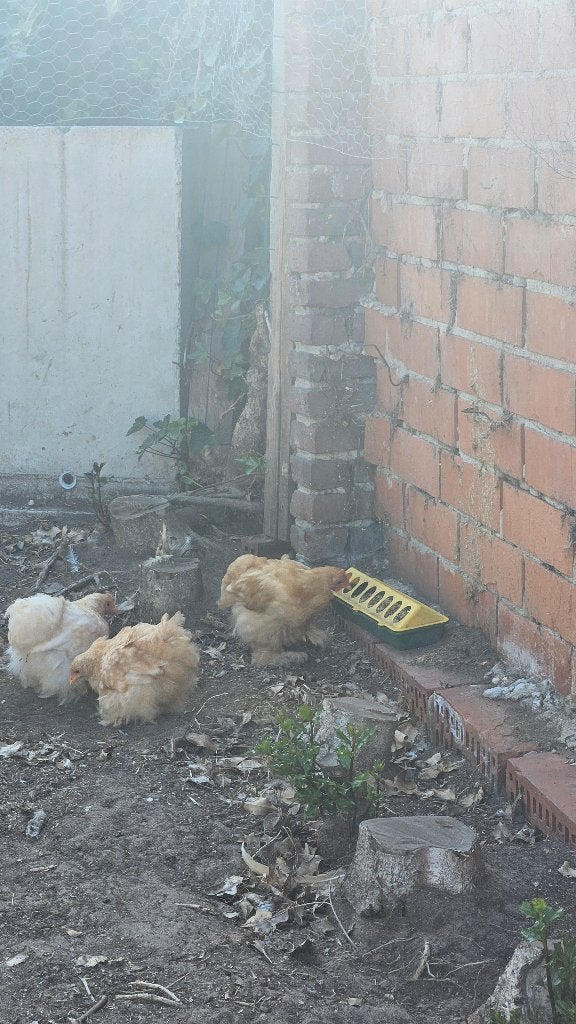 Cochin kriel haantje buff, Dieren en Toebehoren, Mannelijk, Kip