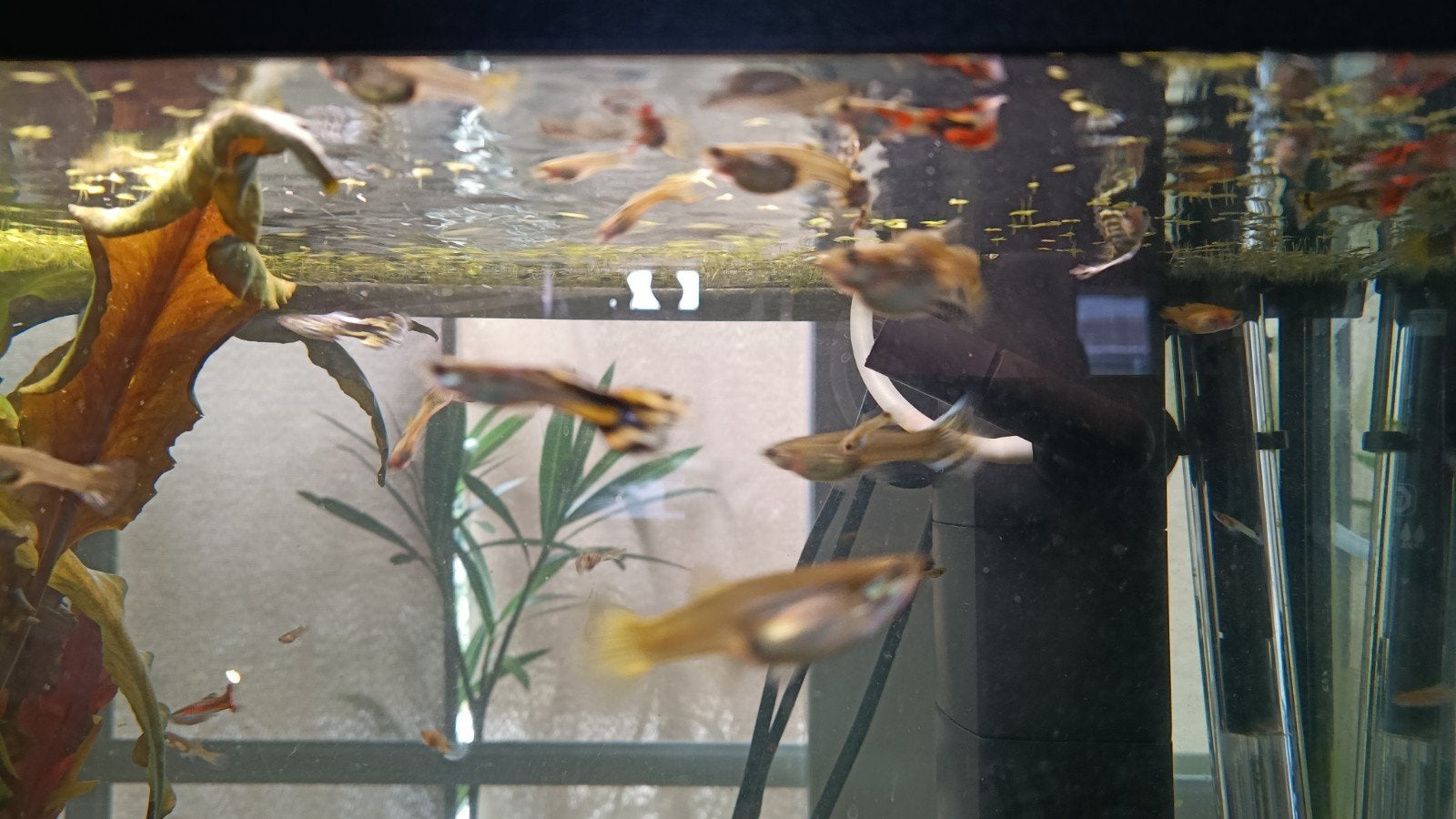 Guppy gemengd, Vis, Zoetwatervis, Schoolvis