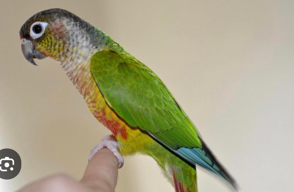 Conure, Dieren en Toebehoren, Ophalen of Verzenden