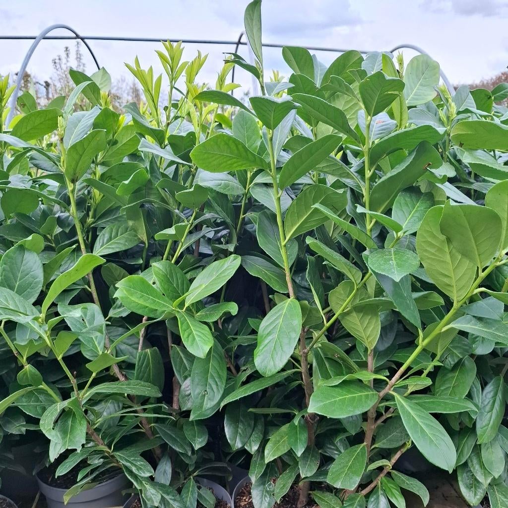 Laurierhagen in container, Tuin en Terras, Ophalen, Laurier, Haag, Minder dan 100 cm