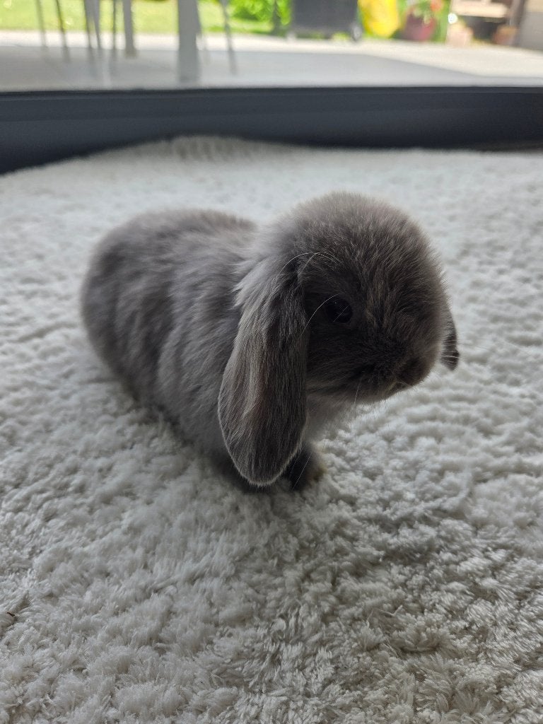 Konijntjes, Dieren en Toebehoren, Middelgroot, Hangoor, 0 tot 2 jaar