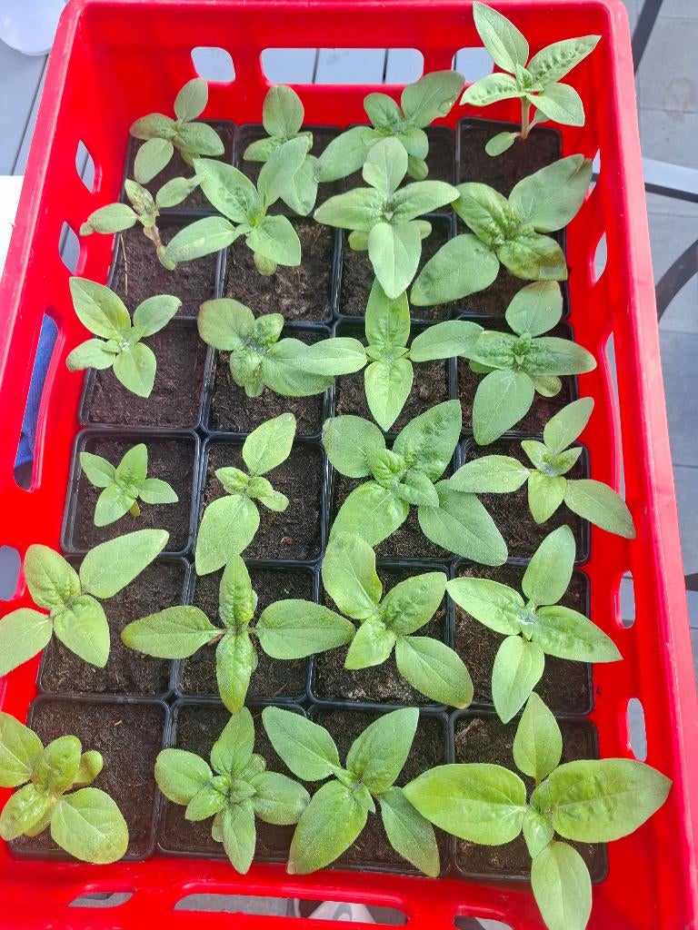 Zonnebloemplantjes, Tuin en Terras, Volle zon, Eenjarig, Zomer, Ophalen