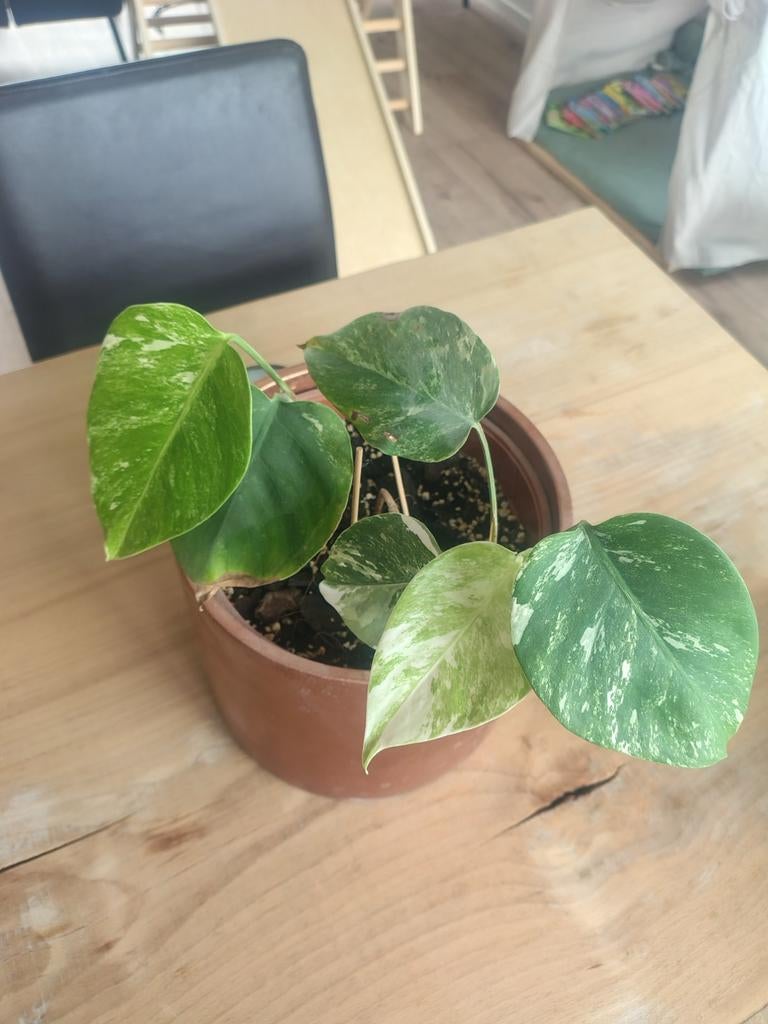 Monstera variegata, Enlèvement