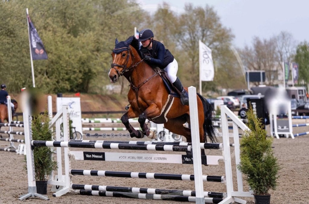 getalenteerd springpaard tekoop, Dieren en Toebehoren, Paarden, Merrie, Springpaard, Met stamboom, M