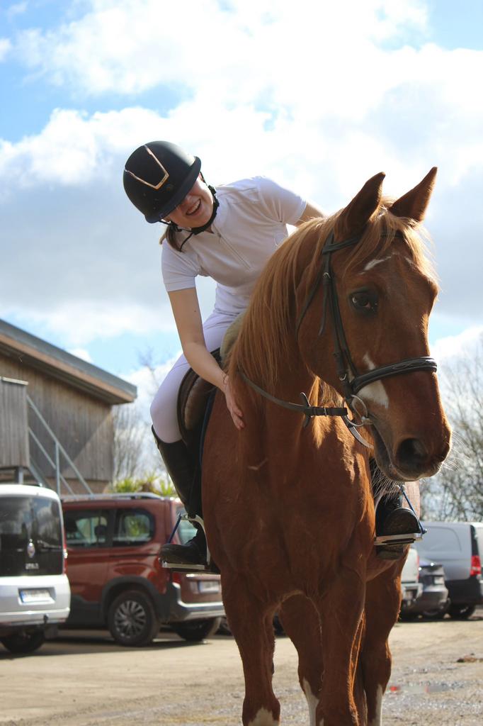 verzorg paard gezocht, Animaux & Accessoires, Chevaux & Poneys | Produits de soin, Comme neuf, Enlèvement ou Envoi