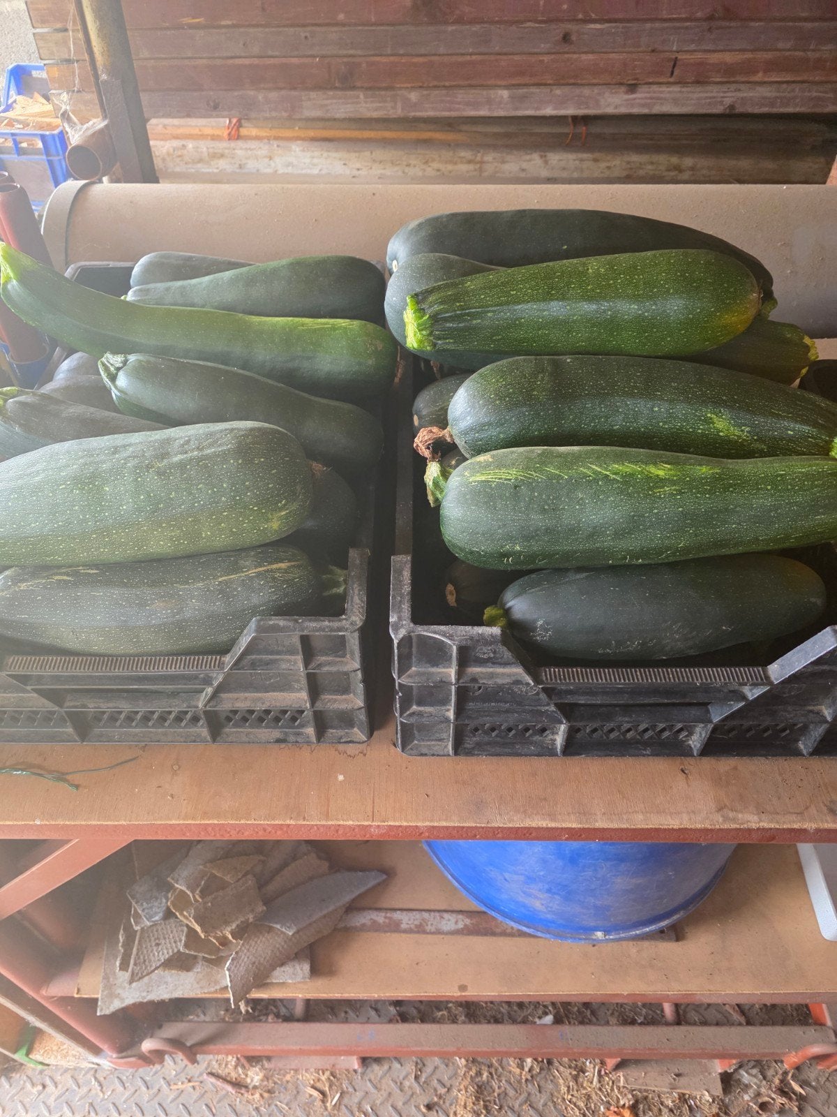 courgette, Tuin en Terras, Ophalen