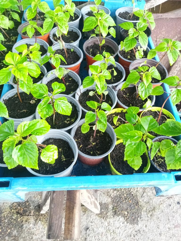 Salvia's te koop, Tuin en Terras, Planten | Tuinplanten, Volle zon, Eenjarig, Zomer, Ophalen
