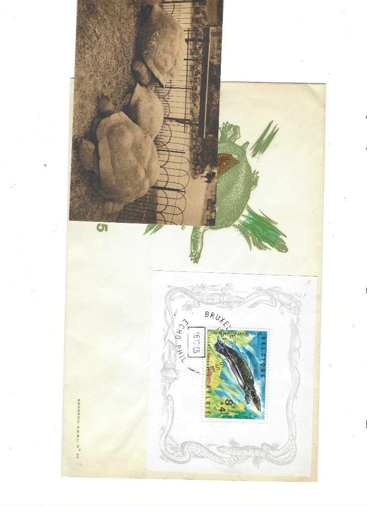 schildpadden, Ophalen of Verzenden