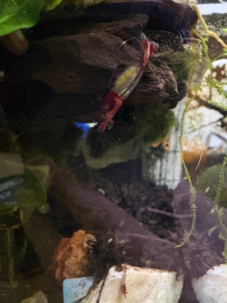 Neocaridina red rili garnalen, Homard, Crabe ou Crevette, Poisson d'eau douce, Banc de poissons